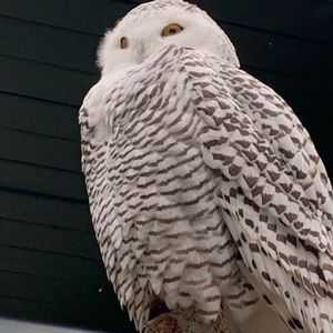 Meet your Posher, Matt